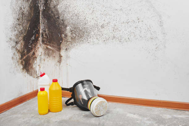 Auburn, WA Mold Removal Company