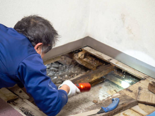 Best Mold Testing  in Auburn, WA