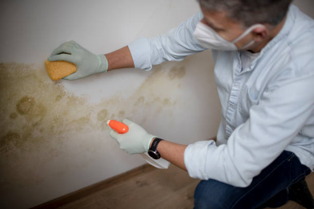 Mold Testing and Removal in Auburn, WA
