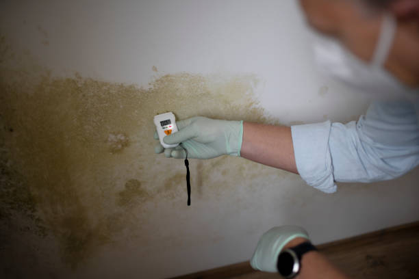 Best Mold Testing and Removal  in Auburn, WA