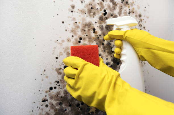 Crawl Space Mold Removal in Auburn, WA