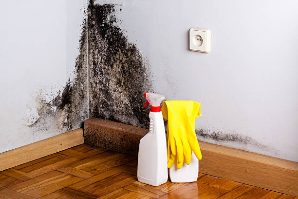 Certified Mold Removal in Auburn, WA