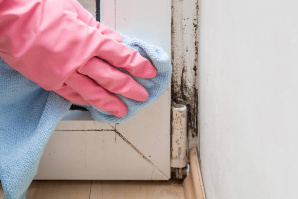 Best Same-Day Mold Removal  in Auburn, WA